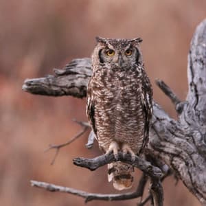 Twilight Tranquility: Meditation with Light Rain and Owls - Nature Sounds of the Earth