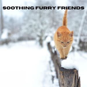 Soothing Furry Friends - Relax My Kitten