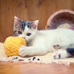 Lofi Paws and Play: Melodic Tunes of Cats' Delight - HIP-HOP LOFI