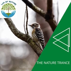 The Nature Trance - Calm Music
