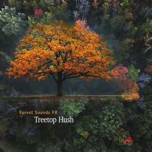 Treetop Hush - Forest Sounds FX