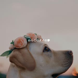 わんこのタイの夢 - Relaxed Bossa Ambiance