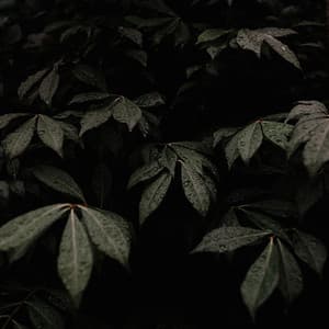 Rain Sleep Sounds - Relaxing Rainforest Sounds