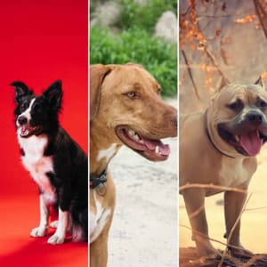 Morning Walks - Dog Jazz Sounds