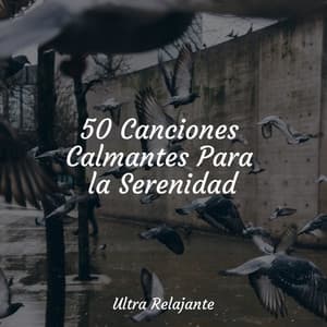 50 Canciones Calmantes Para la Serenidad - Natureza