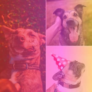 Music for Calming Puppy - No Drums Jazz - Dog Relax