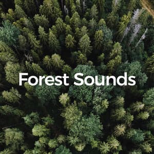 Forest Sounds - Forest Sounds For Relaxation