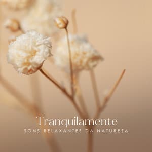 Tranquilamente: Sons Relaxantes da Natureza e Música de Meditação Calma - Academia de Relaxamento Espiritual
