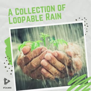 A Collection of Loopable Rain - #Calming
