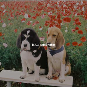 わんこの癒しの休息 - #Relaxing