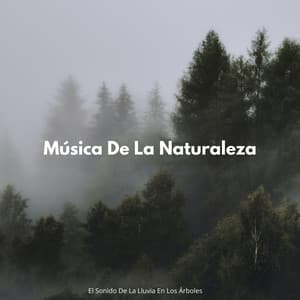 Música De La Naturaleza: El Sonido De La Lluvia En Los Árboles - Dulce lluvia