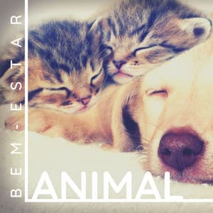 Bem-estar Animal: Terapia do Som para Aliviar o Estresse de Animais de Estimação Nervosos - Ansiedade Tratamento