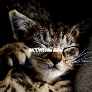 purrrfect chill music - Restaurant Bossa Nova Deluxe