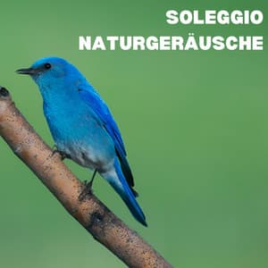 Soleggio Naturgeräusche - Vogelstimmen Welt