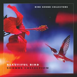 Beautiful Bird Sounds Collection - Bird Sound Collectors