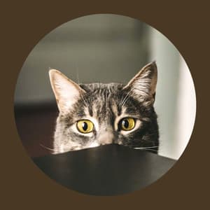 Ambiance for Cute Cats - Cat Music Waves