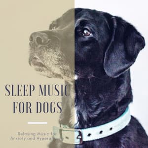 Sleep Music for Dogs: Relaxing Music for Anxiety and Hyperactivity - Calming Music for Dogs