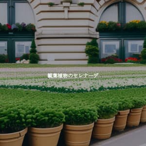 観葉植物のセレナーデ - Morgen Jazz Ambiente