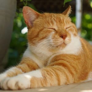 Feline Jazz Piano Dreamscape: Relaxing Cat's Harmony - Music for Cats Peace