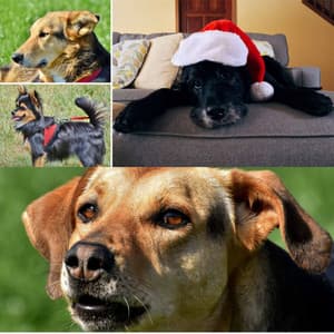 Smooth Jazz Chill Out - Background for Resting Doggy - Music for Dogs Radio