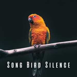 Song Bird Silence: Heavy Rain Relaxation - Birds of Sweden