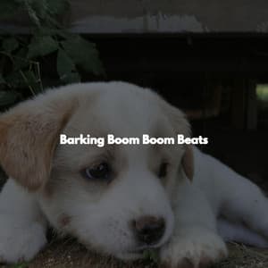 Barking Boom Boom Beats - Afternoon Jazz Playlist