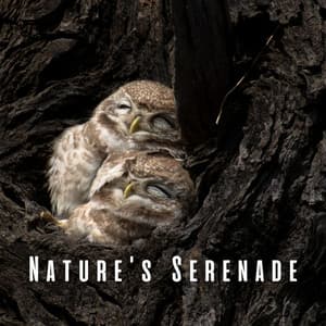 Nature's Serenade: Soothing Owl Sounds for Spa - Animal and Bird Songs