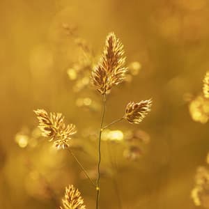 Copyright Free Lofi Beats for Streamers, Vol. 3 - Copyright Free Lofi