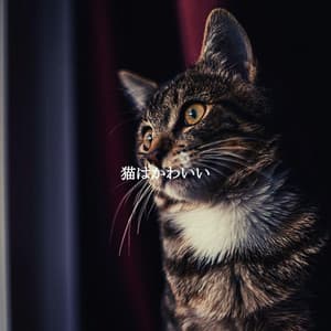 猫はかわいい - Französische Cafe Musik