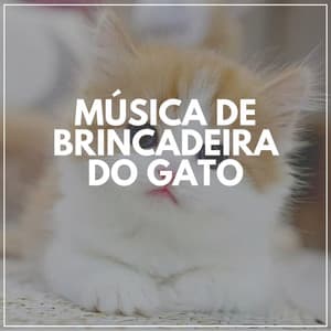 Música De Brincadeira Do Gato - Musica para Gatos