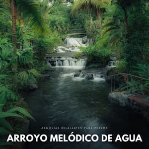 Arroyo Melódico De Agua: Armonías Relajantes Para Perros - Paisaje sonoro de agua goteando
