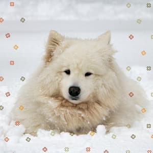 Echoes of Stressed Doggies - Dog Music Experience