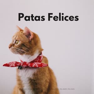 Sonidos Para Patas Felices: Música Para Felinos Felices - Serenidad Academy