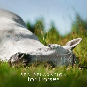 Spa Relaxation for Horses: Wellness Therapy for Horses, Stress Relief, Calm Your Horse - Animal Melody Wizard