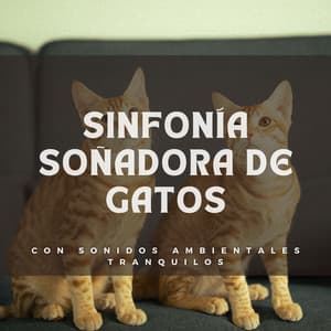 Sinfonía soñadora de gatos con sonidos ambientales tranquilos - Relajarse Alrededor del Mundo Estudio