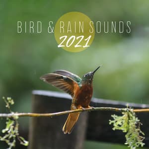 Bird & Rain Sounds 2021: Only Sounds for Deep Sleep - Relaxation Zone