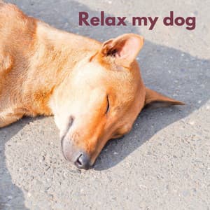 Dog Chill - Hora de la Música del Perro