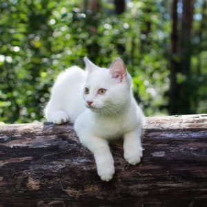 Cozy Nature's Harmony: Ambient Melodies to Soothe and Delight Cats - Nature & Sounds Background