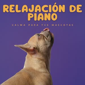 Relajación De Piano: Calma Para Tus Mascotas - Instrumentales de jazz para piano