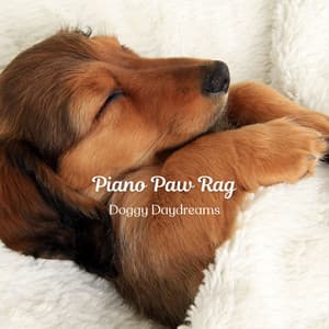 Piano Paw Rag: Doggy Daydreams - Piano Jazz Paris