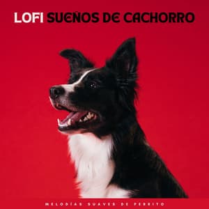 Lofi Sueños De Cachorro: Melodías Suaves De Perrito - Colores de la ciudad de Lofi