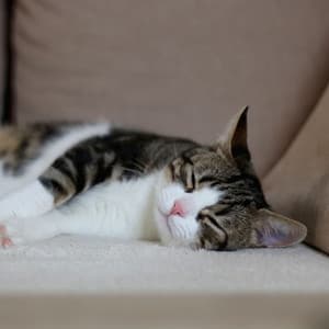 Feline Melodies: Cat's Jazz Piano Dreamland - The Jazz Cats