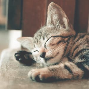 100 Calming Melodies for Cat Stress Relief - Cat Music Dreams