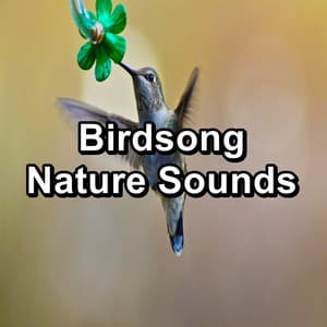 Birdsong Nature Sounds - Nature Bird Sounds