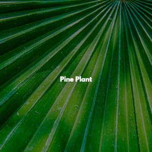Pine Plant - Vintage Cafe