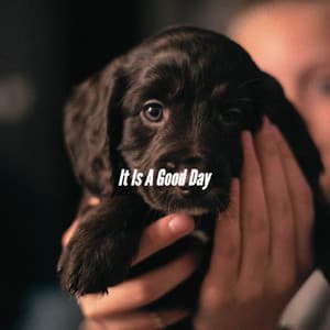 It Is A Good Day - Bossa Nova Brazil