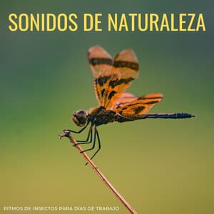 Sonidos De Naturaleza: Ritmos De Insectos Para Días De Trabajo - Sonidos Naturaleza