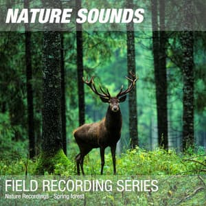 Nature Recordings - Spring forest - Nature Sounds