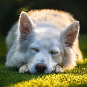 Melodías Lofi Relajantes Para La Siesta De Tu Perro - Música para Desayuno