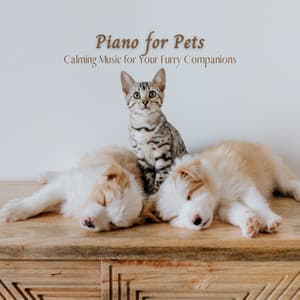 Piano for Pets: Calming Music for Your Furry Companions - Piano Jazz Paris